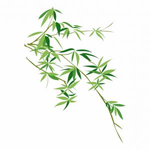 Txwithvector Bamboo Bambusodae Painting Chinese Png Download Free 300x300 Txwithvector Bamboo Bambusodae Painting Chinese Png Download Free