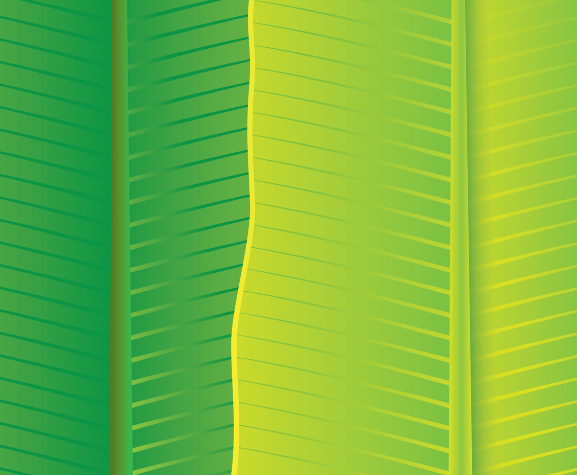 Banana Leaves Texture Vector Art Graphics 1136x936 Banana Leaves Texture Vector Art Graphics