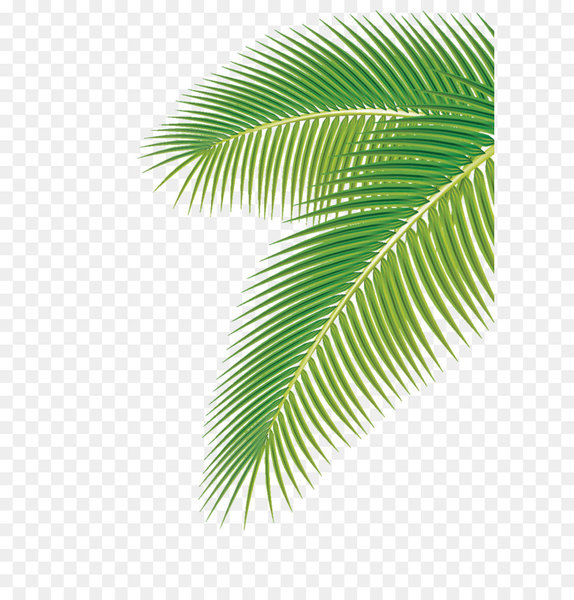 Arecaceae Leaf Euclidean Vector Clip Art 574x600 Arecaceae Leaf Euclidean Vector Clip Art