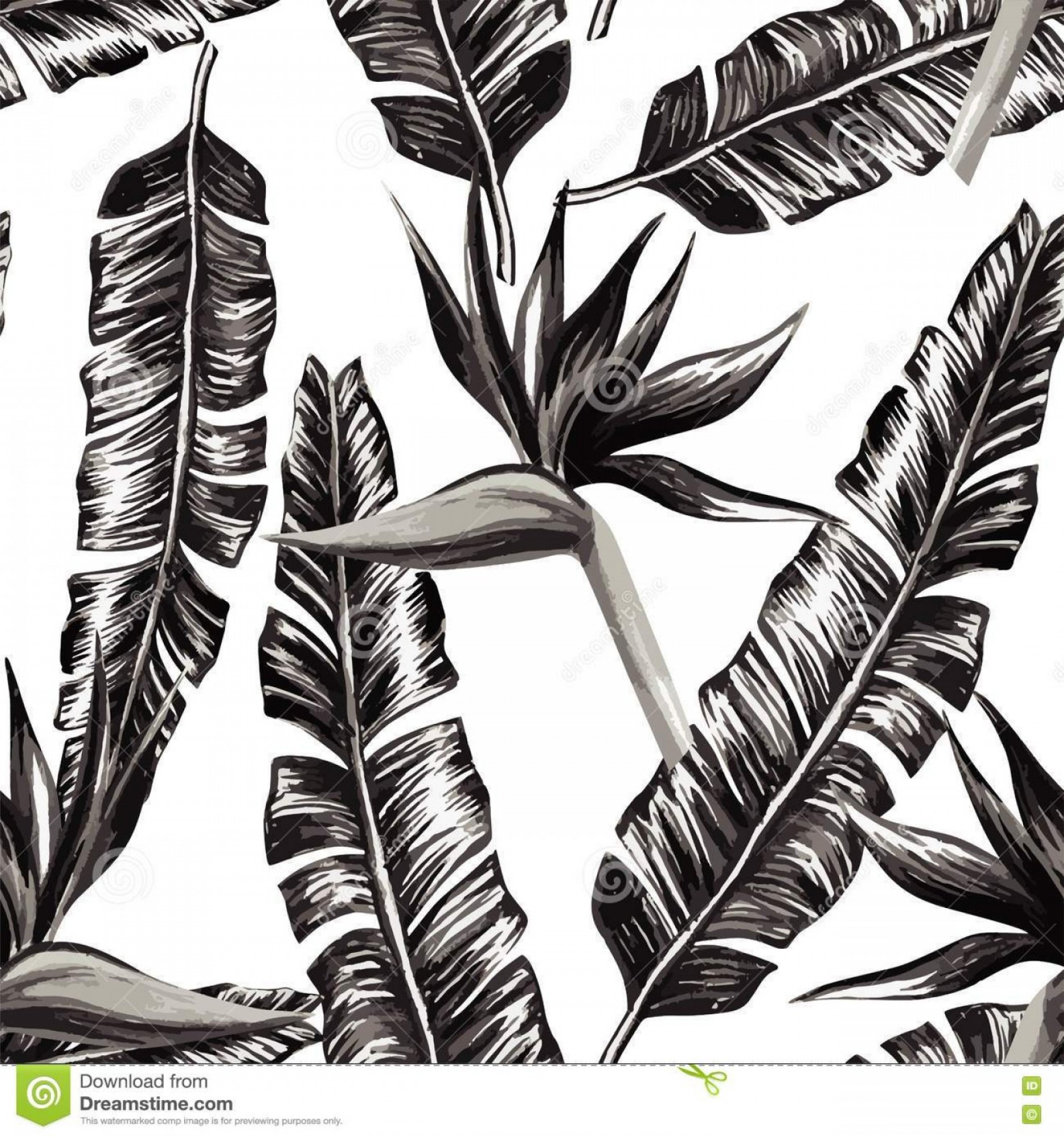 Stock Illustration Strelitzia Banana Leaves Black White Seamless 1872x2001 Stock Illustration Strelitzia Banana Leaves Black White Seamless