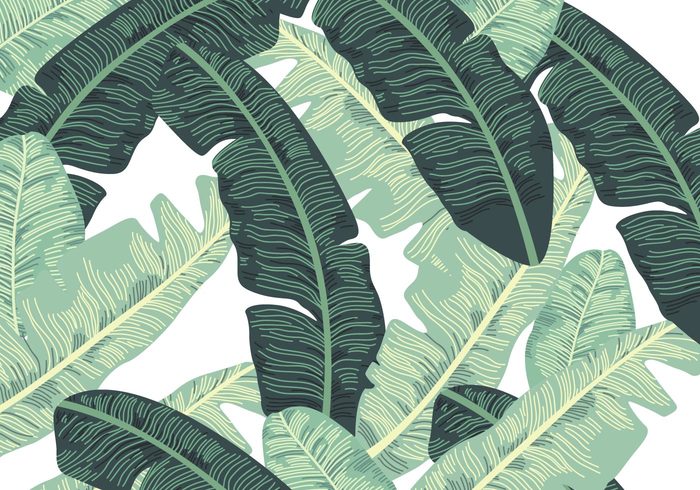 Banana Leaf Free Vectors Ui Download 700x490 Banana Leaf Free Vectors Ui Download