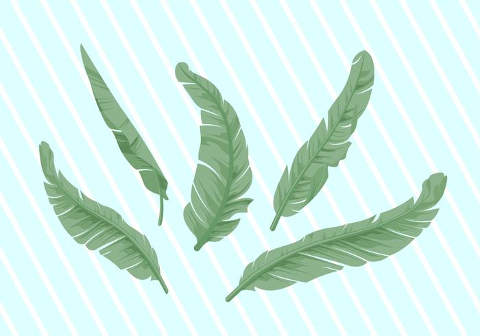 Banana Leaf Vector Illustration 700x490 Banana Leaf Vector Illustration