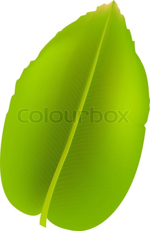 Banana Leaf Vector