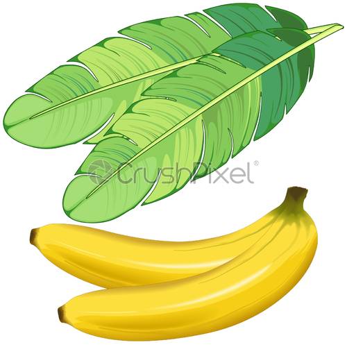 Banana Leaf Vector at Vectorified.com | Collection of Banana Leaf