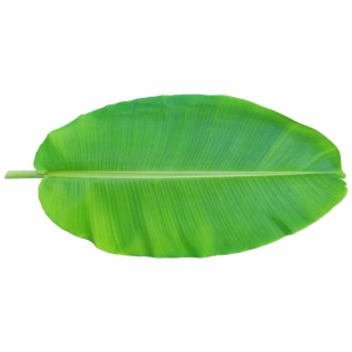 320x320 Hd Leaf Musa Basjoo Xd