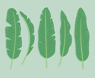 310x255 Hand Drawn Banana Leaves Vector Free Graphics Uihere