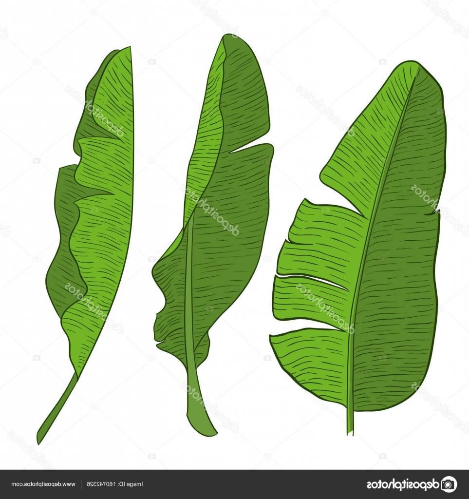 963x1024 Image Result For Banana Leaf Vector Tiki Time Leaves Vector