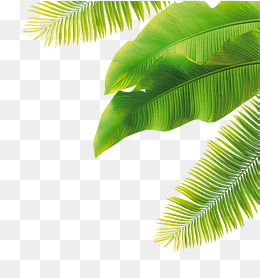 260x278 Palm Leaves Png Images Vectors And Free Download