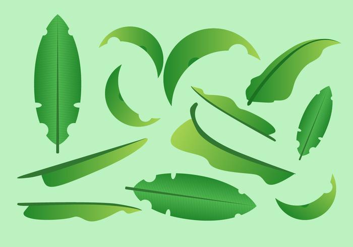 700x490 Banana Leaf Free Vector Art