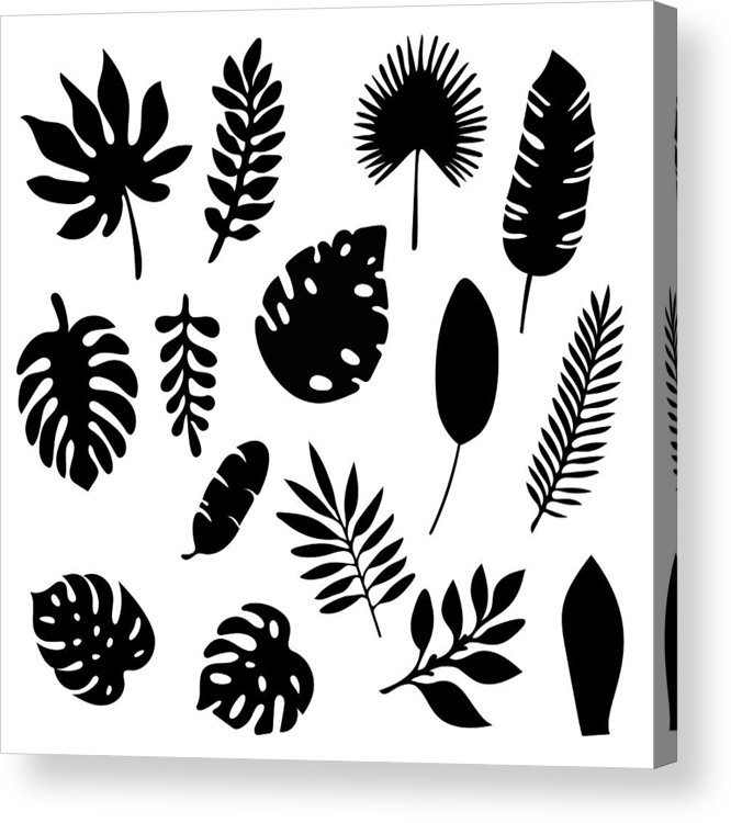 666x750 Palm Leaves Silhouettes Set Isolated On White Background Tropical