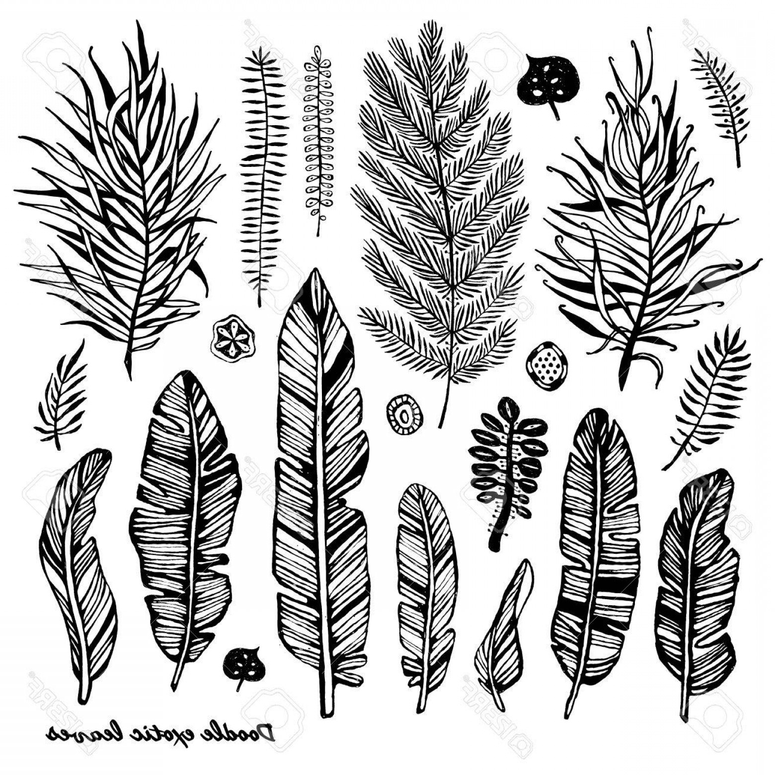 1560x1560 Photostock Vector Set Of Black Doodle Exotic Banana Leaves