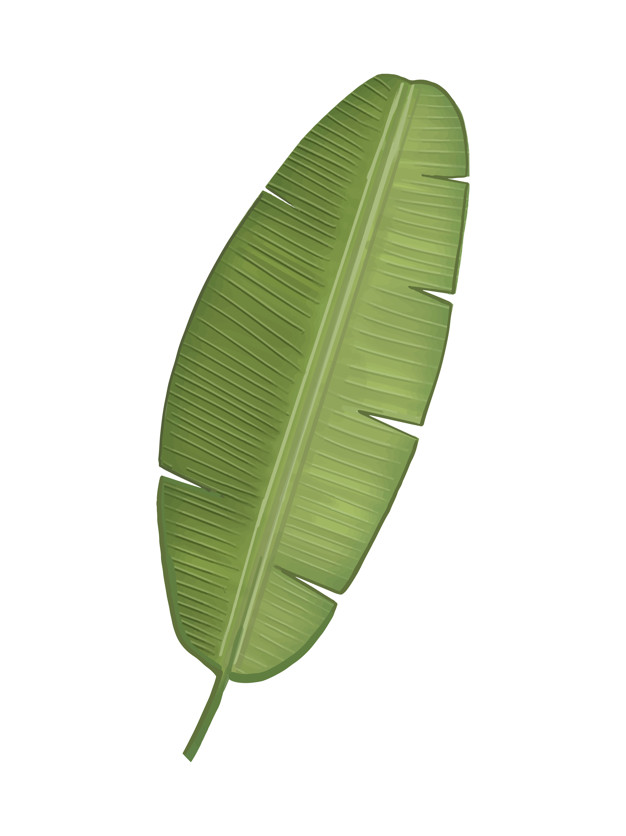 626x836 Tropical Green Banana Leaf Illustration Vector Free Download