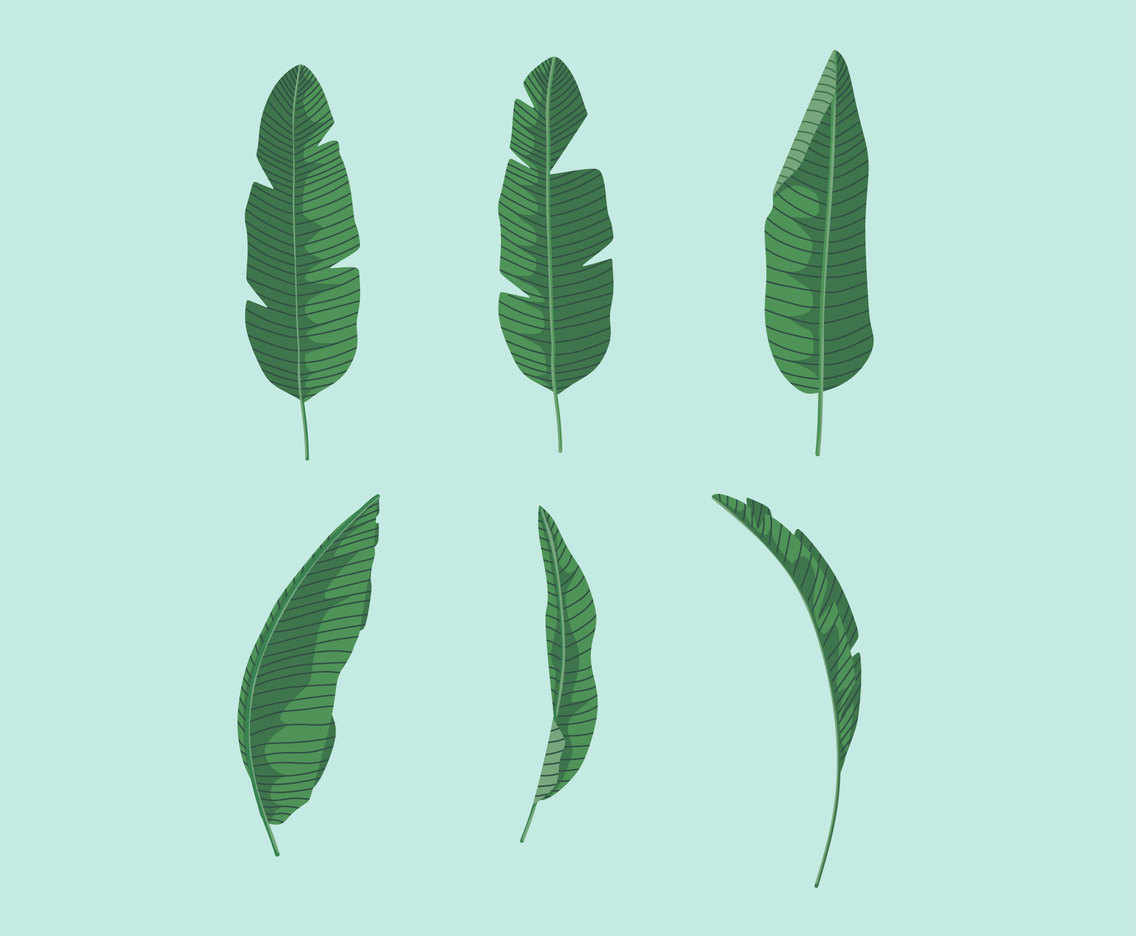 1136x936 Various Banana Leaves Vector Vector Art Graphics