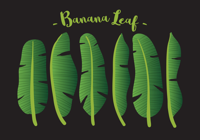 700x490 Vector Banana Leaf