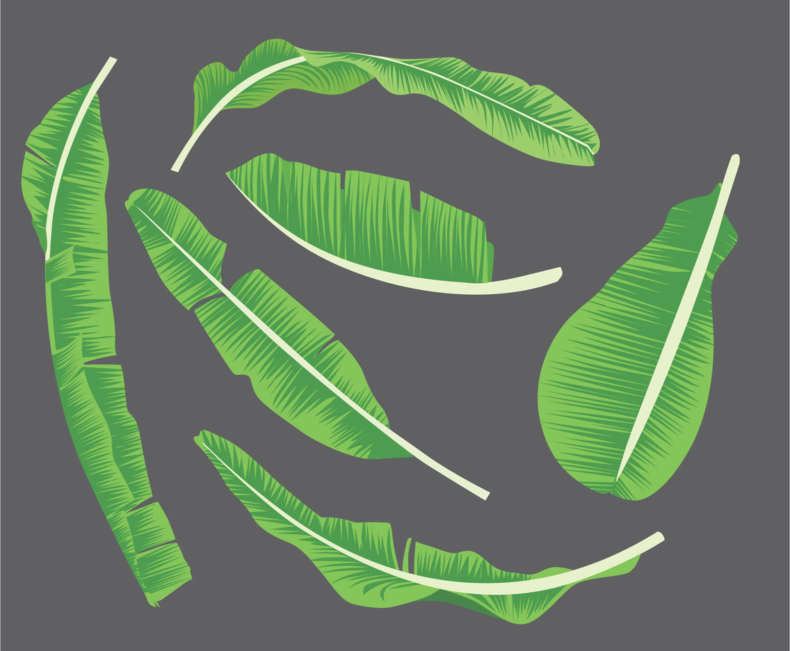 Банановые листья вектор