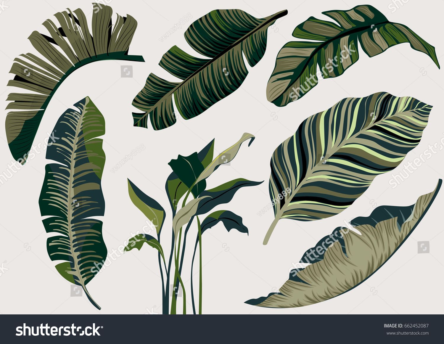 1500x1162 Banana Leaf Vector Set L E A V E S Leaves Vector, Plant