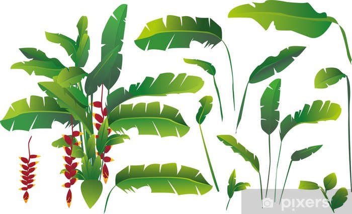 700x426 Vector Set Of Exotic Tropical Banana Leaves Wall Mural Pixers