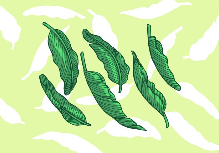 700x490 Banana Leaf Vector Illustration