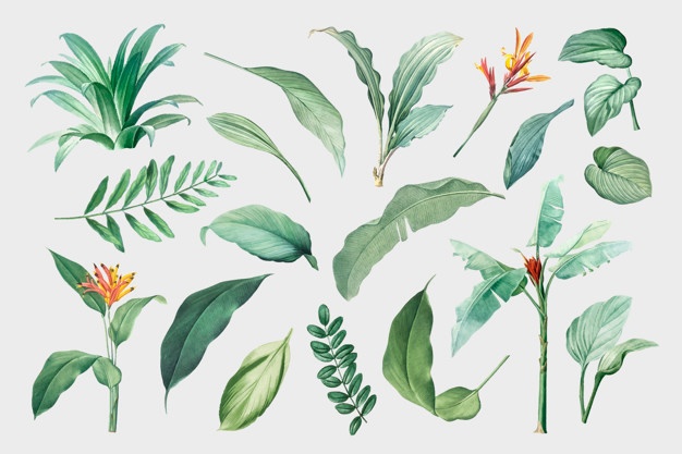 626x417 Banana Leaf Vectors, Photos And Free Download