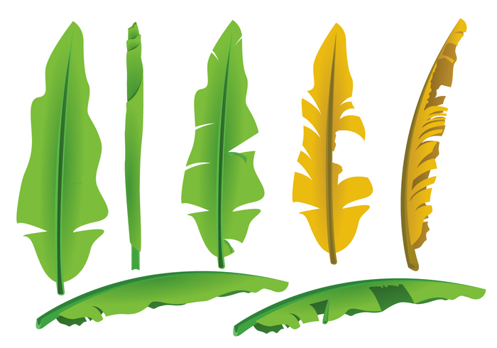 700x490 Banana Leaf Vectors Free Vectors Ui Download