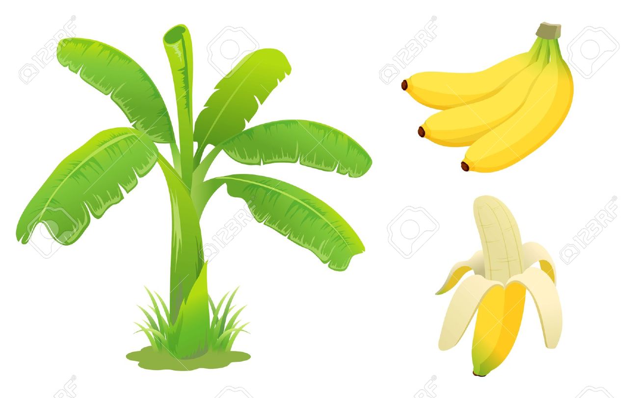 Banana Tree Leaf Clipart Free Cliparts Download Images 1300x812 Banana Tree Leaf Clipart Free Cliparts Download Images