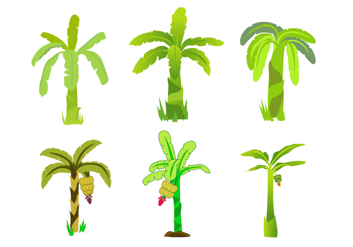 Free Banana Tree Vector 700x490 Free Banana Tree Vector