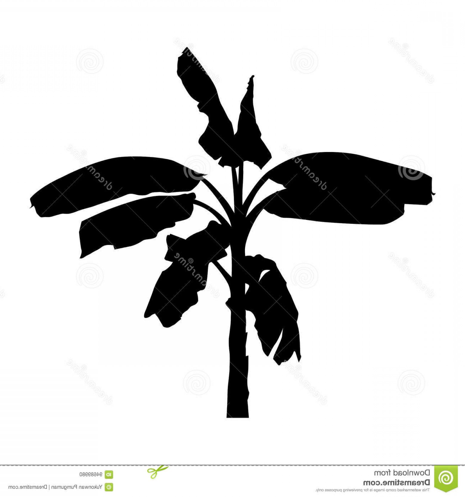 Stock Illustration Realistic Banana Tree Silhouette Black Plant 1560x1668 Stock Illustration Realistic Banana Tree Silhouette Black Plant