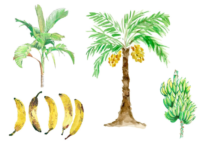 Watercolor Banana Tree Vectors 700x490 Watercolor Banana Tree Vectors