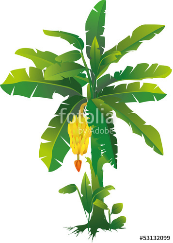 Banana Tree Stock Image And Royalty Free Vector On Fotolia 357x500 Banana Tree Stock Image And Royalty Free Vector On Fotolia