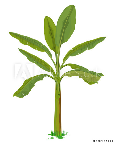 Banana Tree Vector Design 400x500 Banana Tree Vector Design