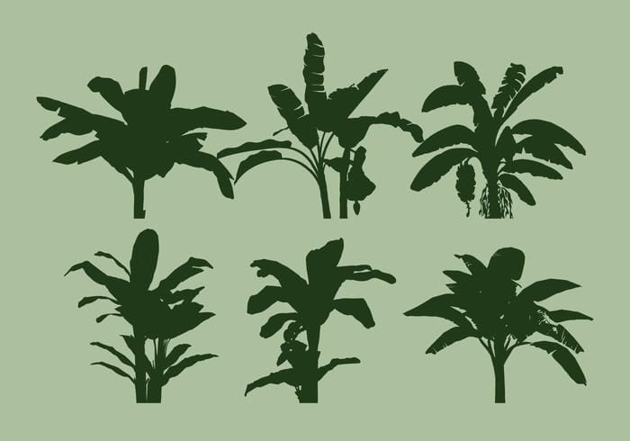 Banana Tree Vector Free Graphics Uihere 700x490 Banana Tree Vector Free Graphics Uihere