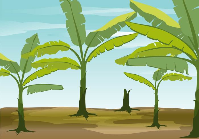 Banana Tree Vector Background Free Vectors Ui Download 700x490 Banana Tree Vector Background Free Vectors Ui Download
