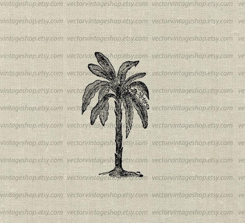 Banana Tree Vector Instant Download Clip Art Tropical Theme Etsy 794x723 Banana Tree Vector Instant Download Clip Art Tropical Theme Etsy