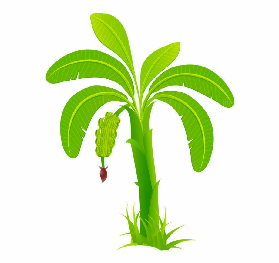 banana tree vector illustration free download