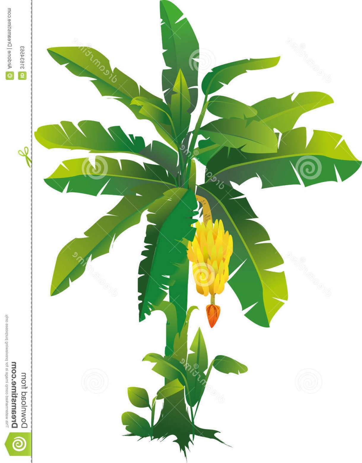 banana tree vector illustration free download