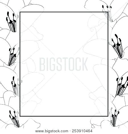 450x470 Lily Flower Outline Vector Photo Free Trial Tiger Drawing Banner