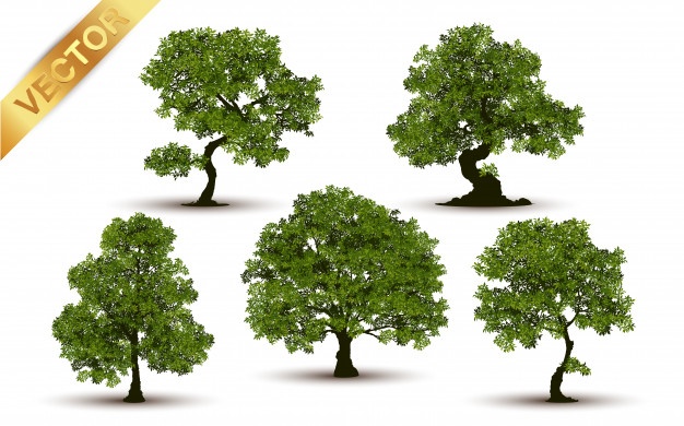 626x390 Tree Vectors, Photos And Free Download