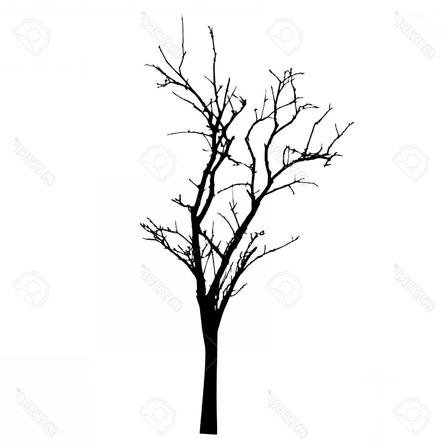 1560x1560 Photostock Vector Vector Black Silhouette Of A Bare Tree Catchsplace