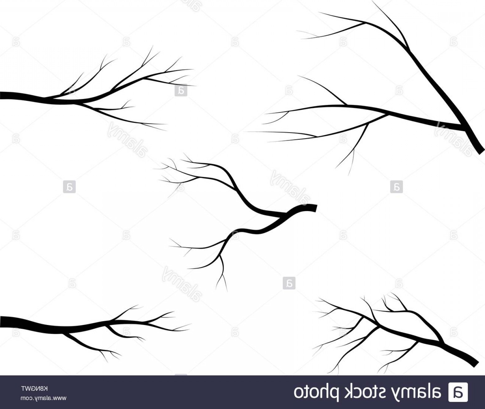 1560x1314 Stock Image Bare Branch Tree Silhouette Vector Symbol Icon Design