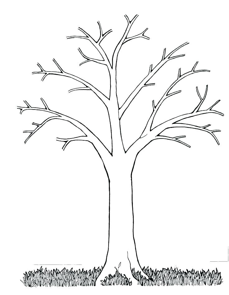 736x948 Bare Tree Outline Download