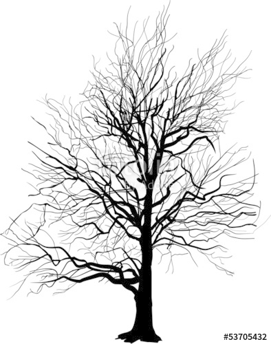 394x500 Bare Tree Silhouette Isolated On White Stock Image And Royalty