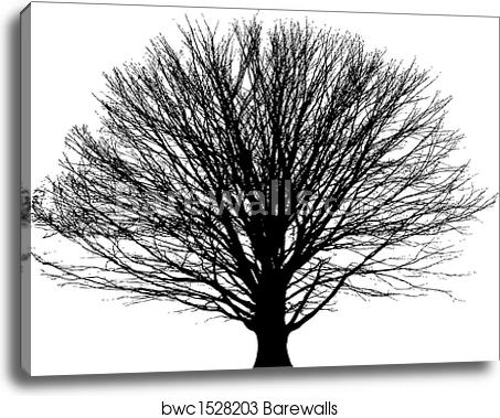 453x379 Bare Tree Vector Background, Canvas Print Barewalls Posters