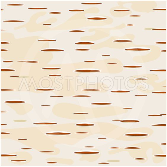 563x560 Young Birch Bark