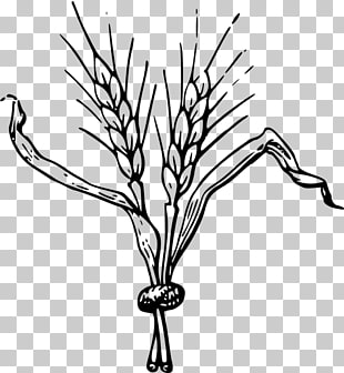 Barley Vector