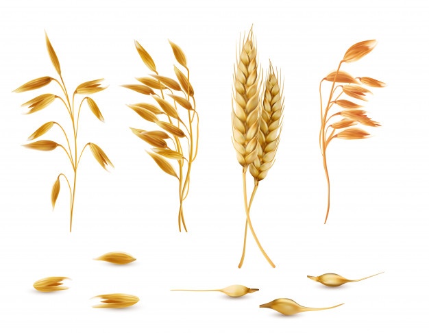 626x486 Barley Vectors, Photos And Free Download