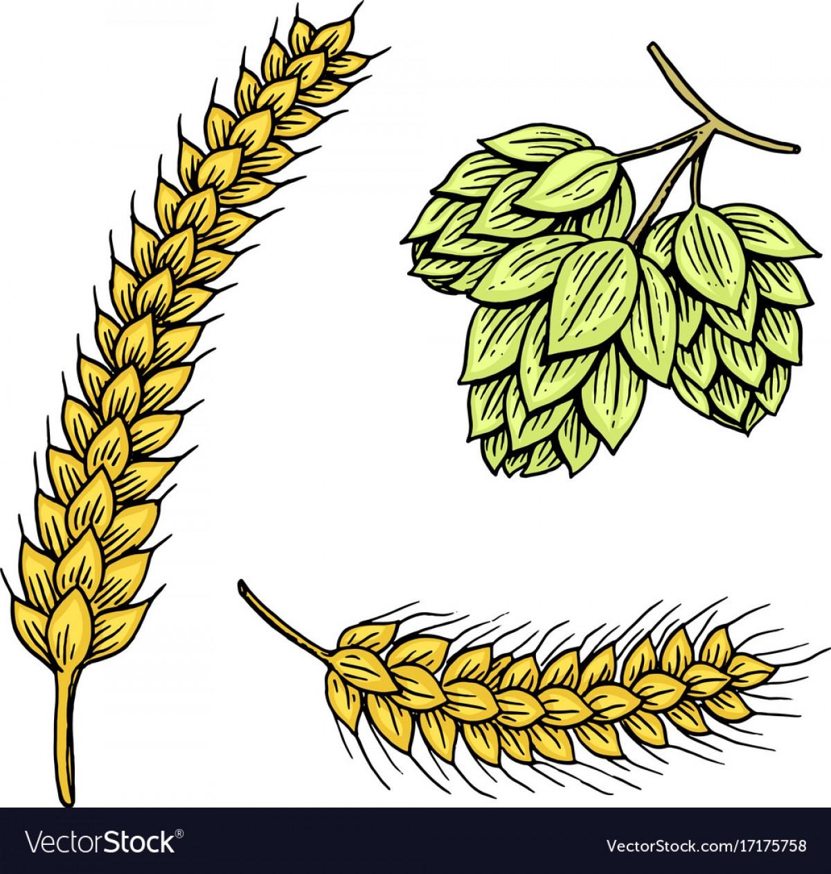 Barley Vector at Vectorified.com | Collection of Barley Vector free for ...