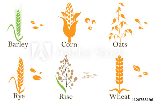 500x334 Cereals Vector Icons Rice, Wheat, Corn, Oats, Rye, And Barley