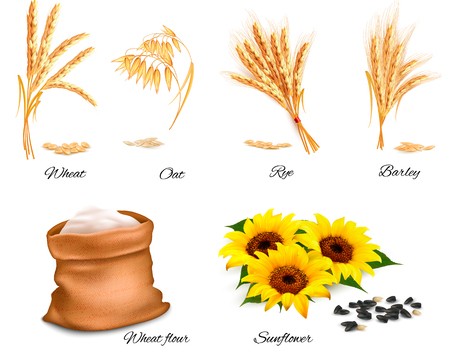 450x360 Ears Of Wheat, Oat, Rye, Sunflower And Barley Vector Illustration