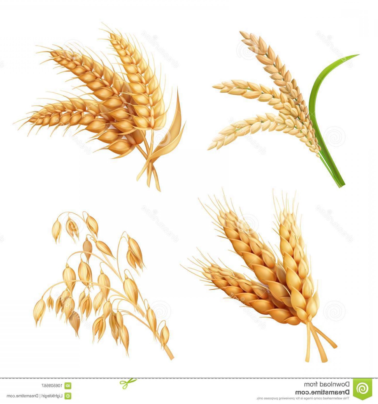 Barley Vector at Vectorified.com | Collection of Barley Vector free for ...