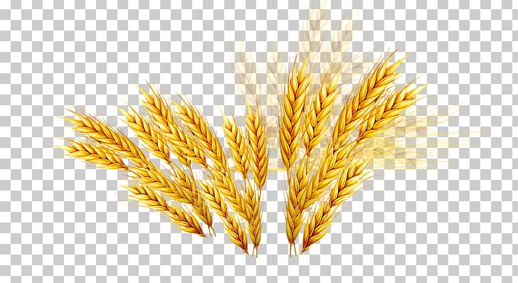 Emmer Barley Coupon Rice Png, Clipart, Barley Vector, Cereal 728x398 Emmer Barley Coupon Rice Png, Clipart, Barley Vector, Cereal